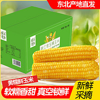 碧江雪玉 2023東北吉林黃糯甜玉米鮮食玉米200g*10支真空包郵