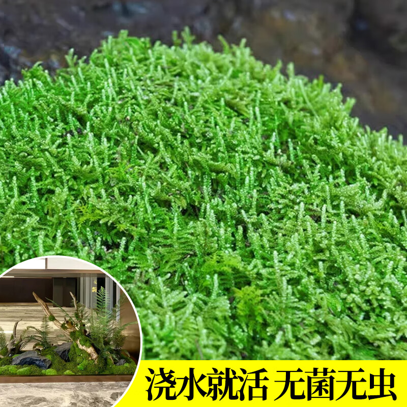 临雅青苔藓鲜活微景观绿植盆景桌面假山造景材料永生白发短绒植物盆栽