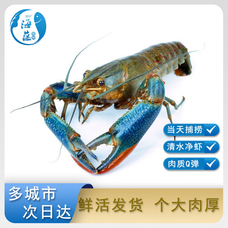 海蕴极鲜【活鲜】鲜活小龙虾 新鲜淡水大号蓝龙虾青龙虾烧烤食材 500g（4-6只）超大号