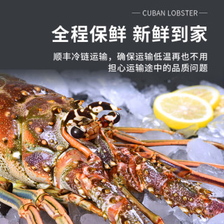 仙鲜福 鲜活冷冻 大龙虾