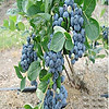 美外 種苗藍莓樹苗 當年結果盆栽地栽果樹苗 藍莓樹苗 藍莓苗 南北方種 黑珍珠 4年苗