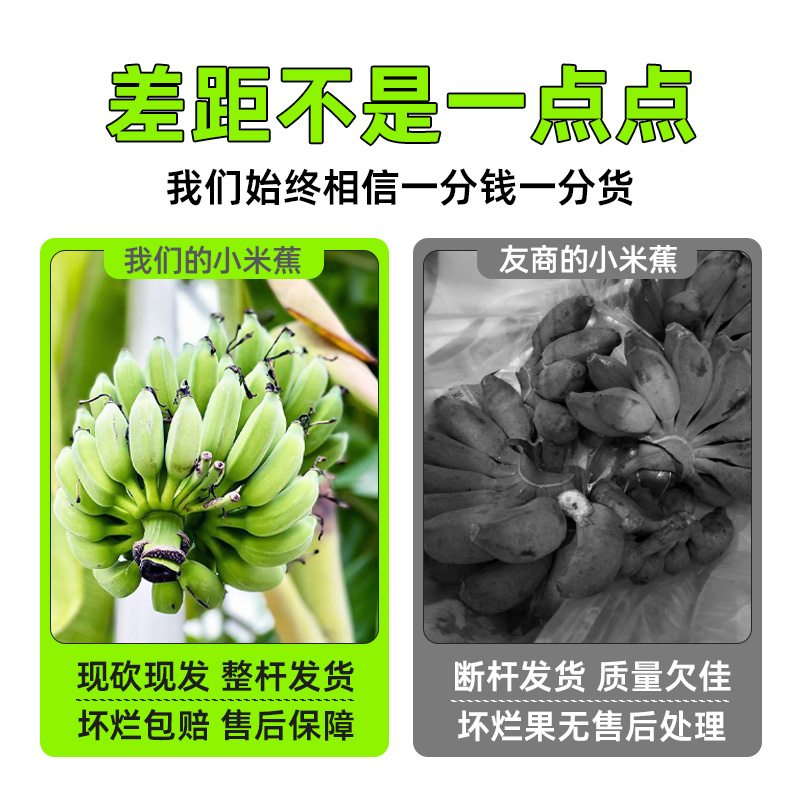 【禁止蕉绿】拒绝焦虑香蕉小米蕉办公室水培植物绿植可食用苹果绿