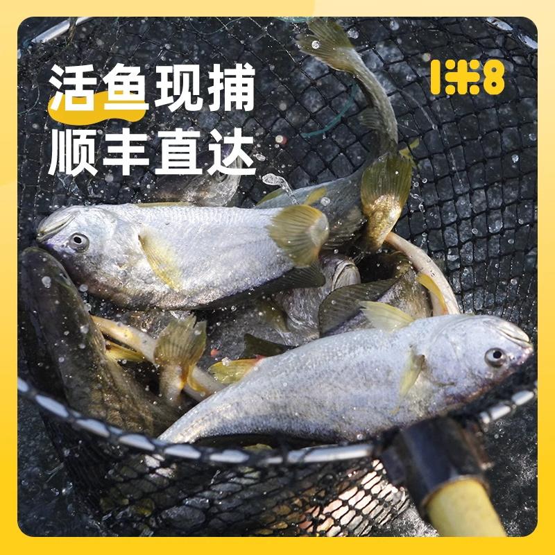 1米8 深远海大黄鱼不挂冰三去处理550g+550g