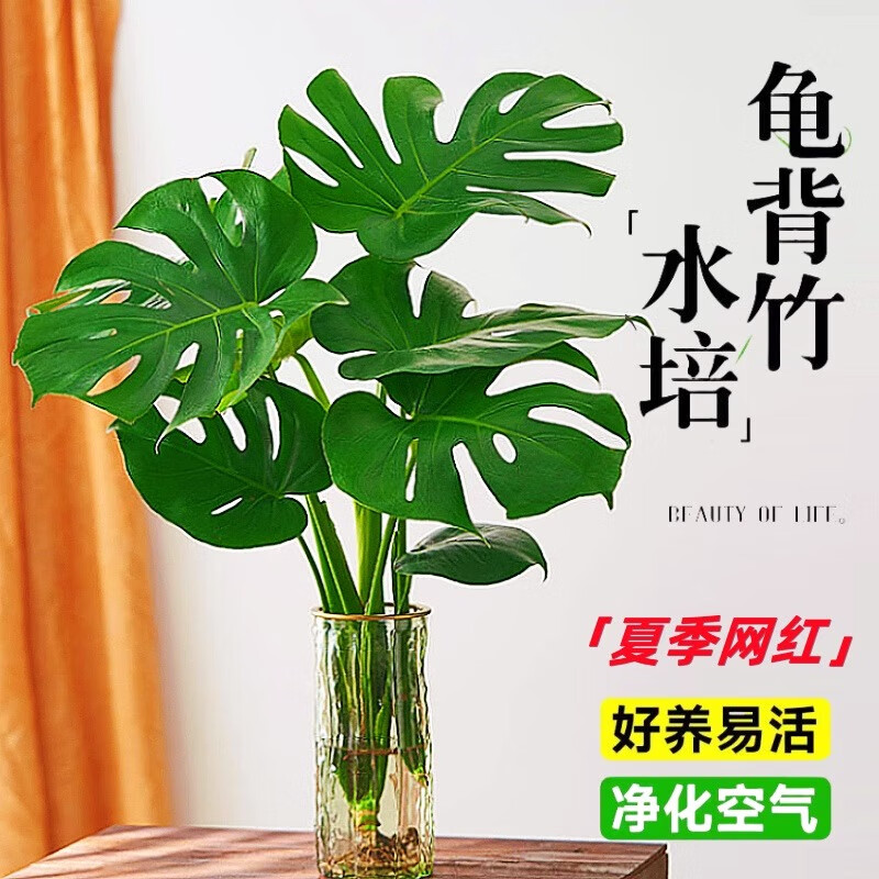 爱优尚龟背竹观叶植物室内客厅办公室大盆栽绿植盆景净化空气吸甲醛老桩