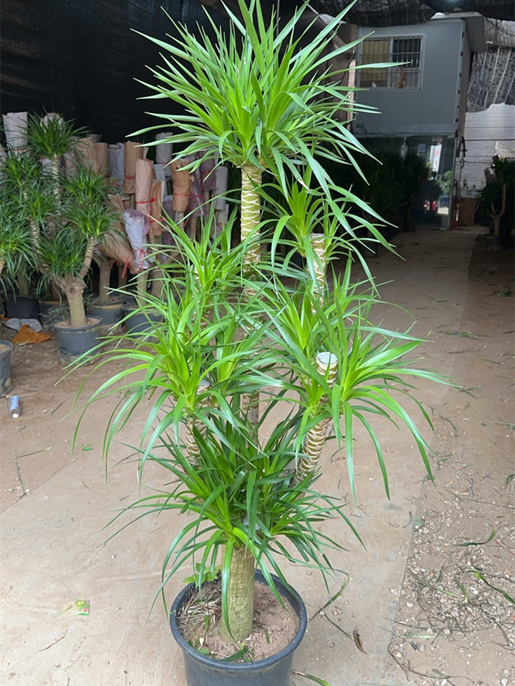 龙血树盆栽造型多头老桩龙须树大型绿植室内客厅净化空气四季常青