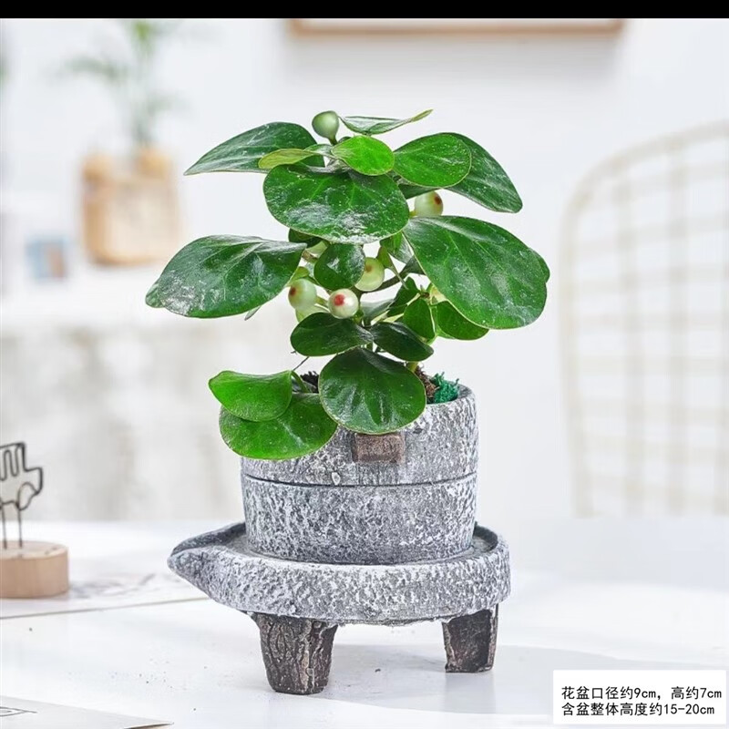 手耕田小盼菩提树盆栽植物室内花卉禅意摆件新中式办公室内桌面绿植盆景 石磨盆菩提+紫砂托盘+苔藓 含盆