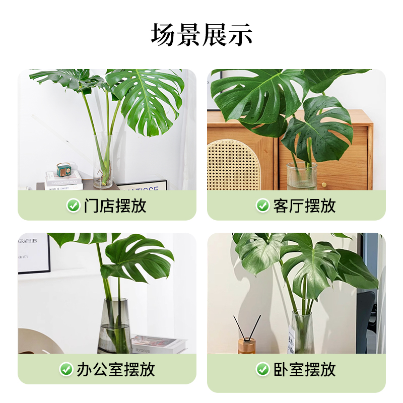 龟背竹水培老桩龟背竹水培植物室内好养水养绿植四季水培植物客厅