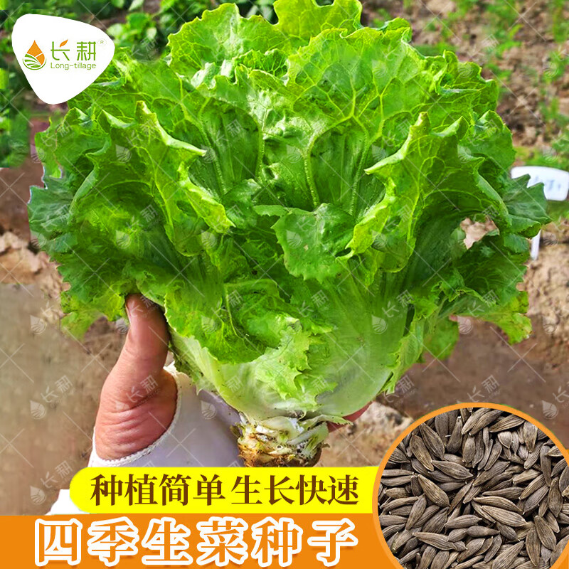 长耕速生意大利生菜种子孔雀生菜种籽盆栽春四季阳台盆栽蔬菜种孑大全 意大利生菜3克约2000粒(特慧) 意大利生菜3克约3000粒(特慧)