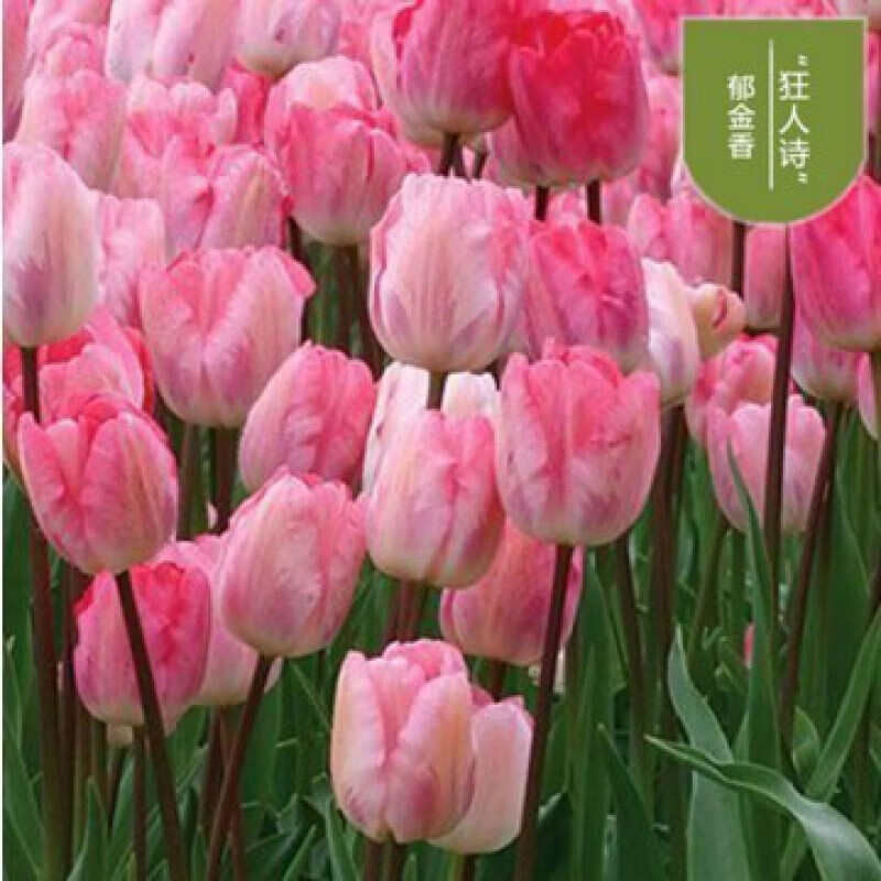 一名花匠郁金香种球花种籽子土苗盆栽水培带芽重瓣四季开花带花苞荷兰 粉初见5球 郁金香球