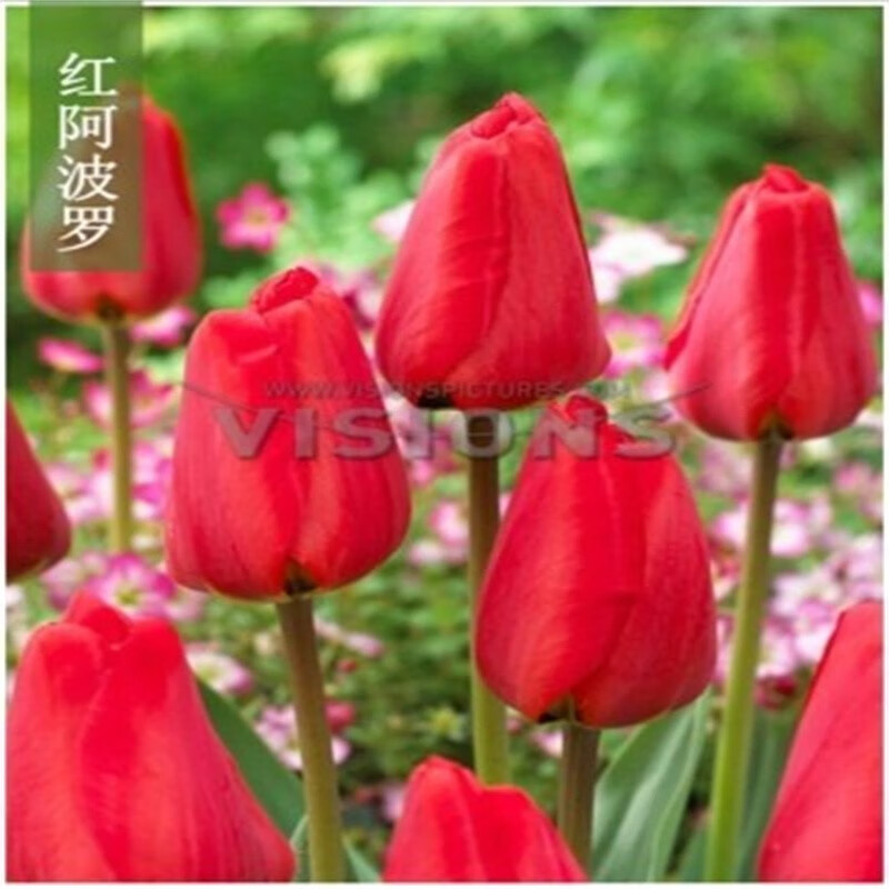 一名花匠郁金香种球花种籽子土苗盆栽水培带芽重瓣四季开花带花苞荷兰 红长安5球 郁金香球