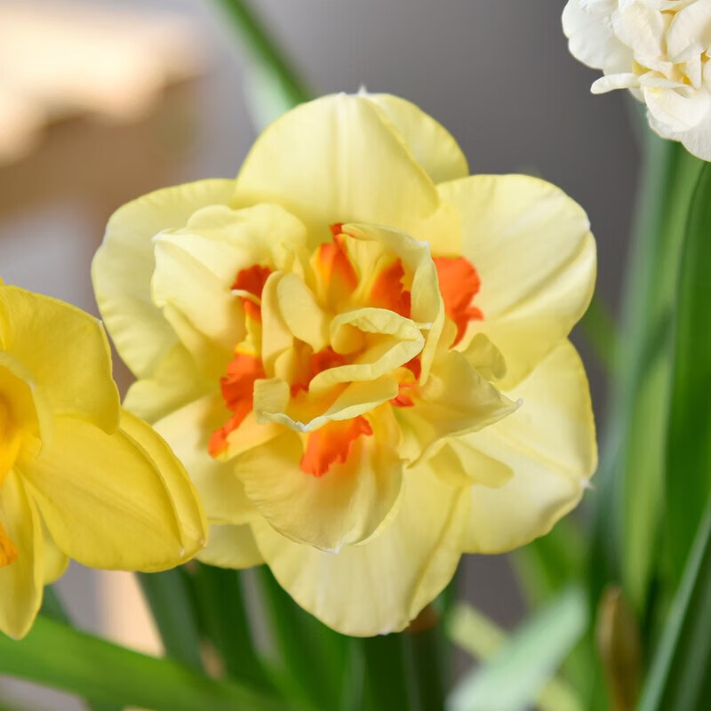 沭之美漳州水仙种球室内水培花卉阳台绿植盆栽耐寒水仙花 洋水仙种球 塔希提5个 不含盆