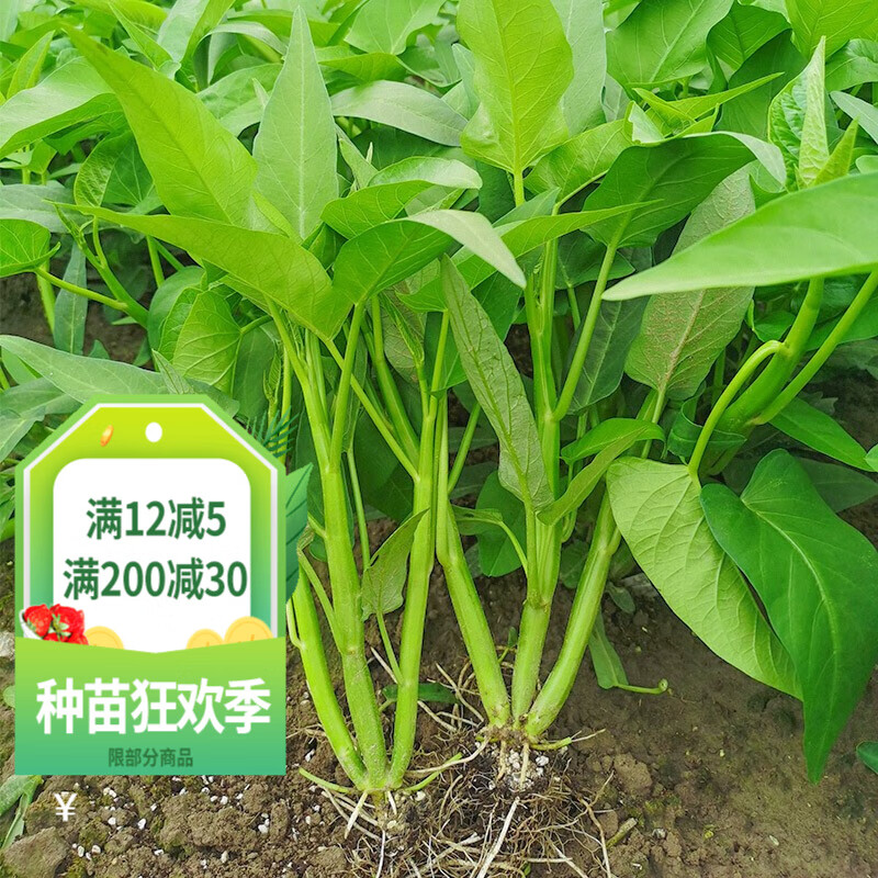 种菜记三叉空心菜种子大叶空心菜种籽四季春季秋季播阳台盆栽菜籽蔬菜籽 三叉空心菜种子20克