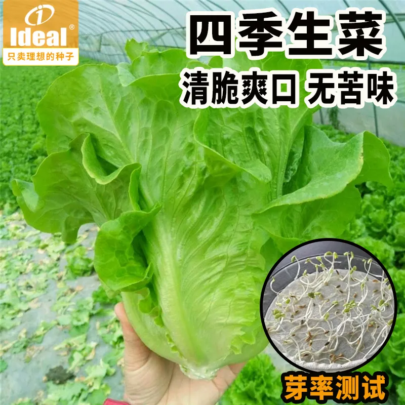 IDEAL香菜种子蔬菜种子四季播种菠菜生菜上海青鸡毛菜长豇豆角种子大全 耐抽苔生菜种子1包 约3000粒