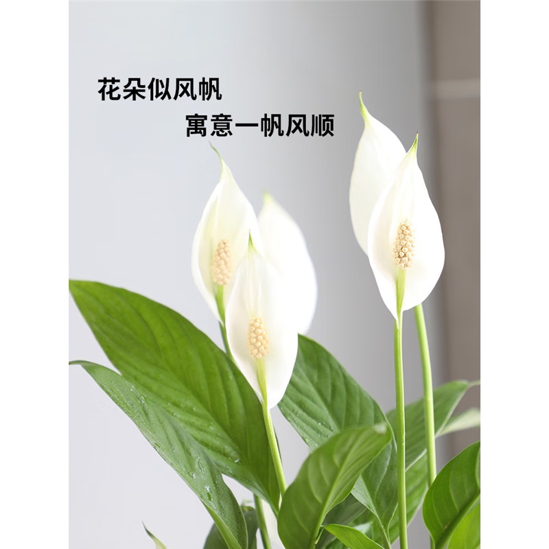 锦枫特级一帆风顺白掌盆栽绿植水培花卉植物办公室内红掌四季开花好养 2盆特级8-10株(繁星自吸盆)送营养 带盆栽好