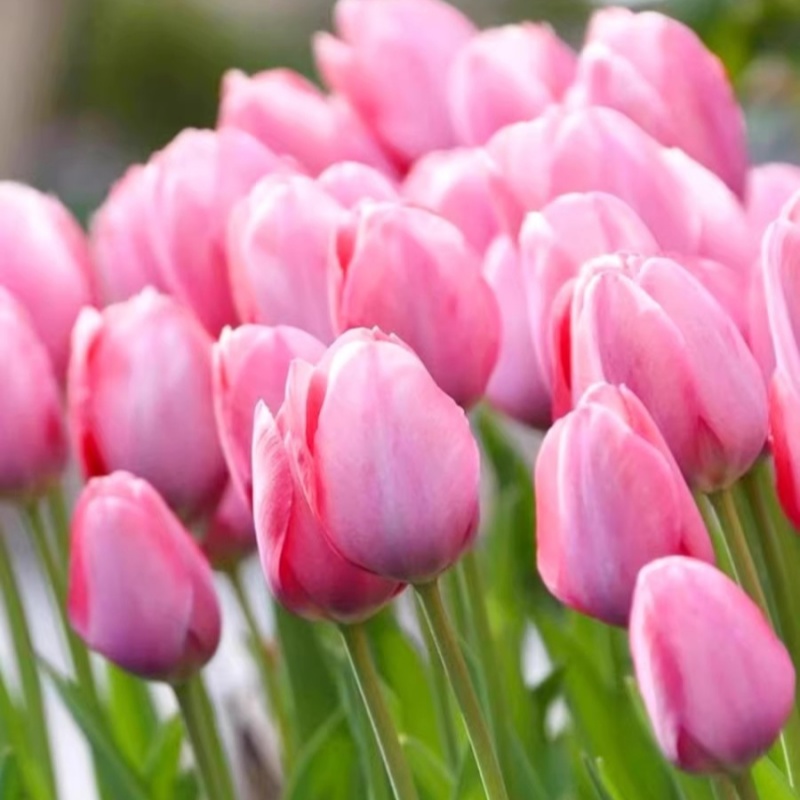 郁金香种球水培花卉植物室内花四季开花种子盆栽花苗土培水养好活