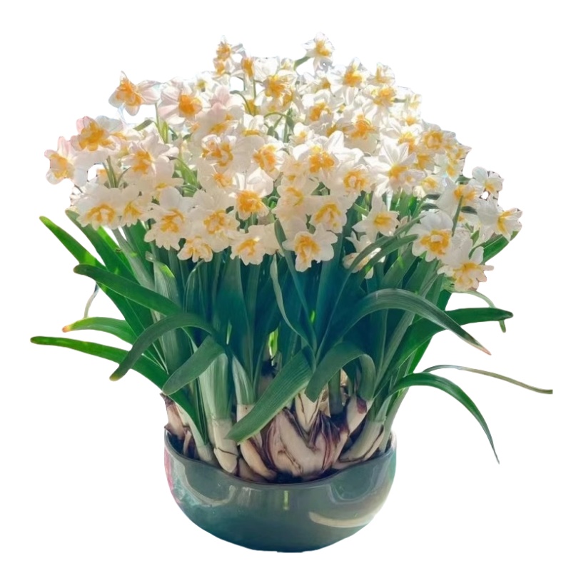 重瓣水仙花种球水养盆栽四季开花卉植物室内花绿植水培好养带花苞