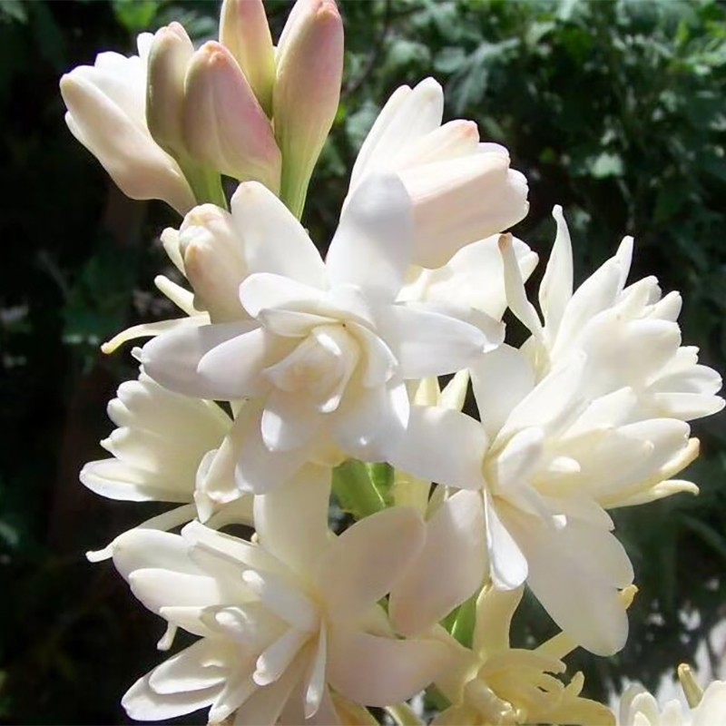 左家花园晚香玉种多年生花卉白色重瓣浓香型宿根夏秋季开花易养包对版 白色重瓣 大号1个20-22cm8-10芽