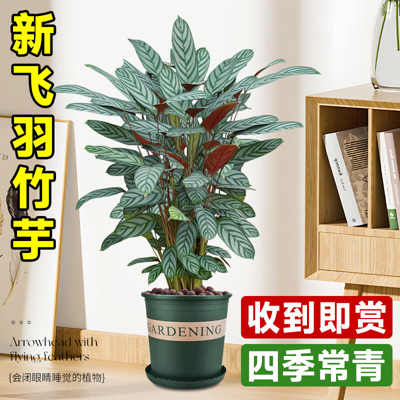 爱你一万年新飞羽竹芋盆栽植物北欧风高档观叶绿植室内吸甲醛耐阴好养活 新飞羽40-50cm原盆原土