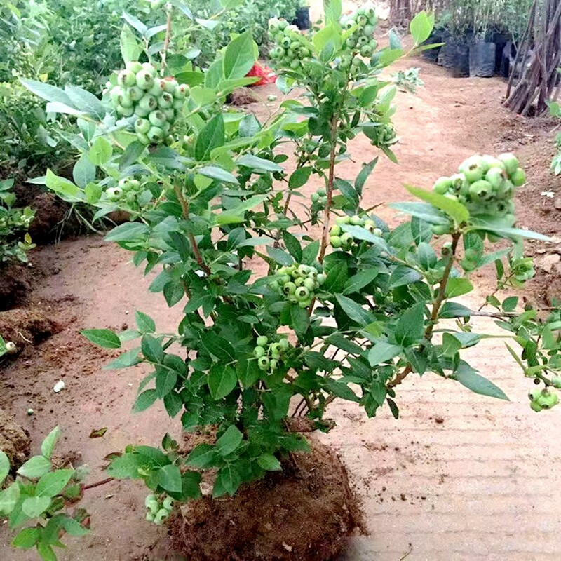 慎思苑蓝莓树果苗蓝莓苗盆栽地栽果苗带大果南北方种植苗兔眼绿宝石果树 黑珍珠（带叶带土） 4年苗当年结果