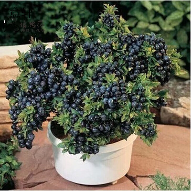 种花迷仟草集蓝莓树苗盆栽地栽蓝梅树当年结果 奥尼尔蓝莓 南方北方果树 黑珍珠 3年苗