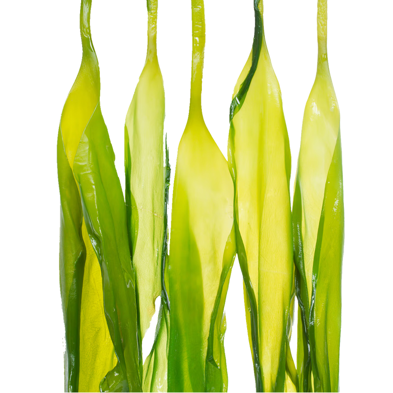 目海（Muhai） 头水鲜嫩海带苗 盐渍海带牙 裙带菜火锅三秒配料 凉拌海带苗 500g*5袋海带苗共2500g