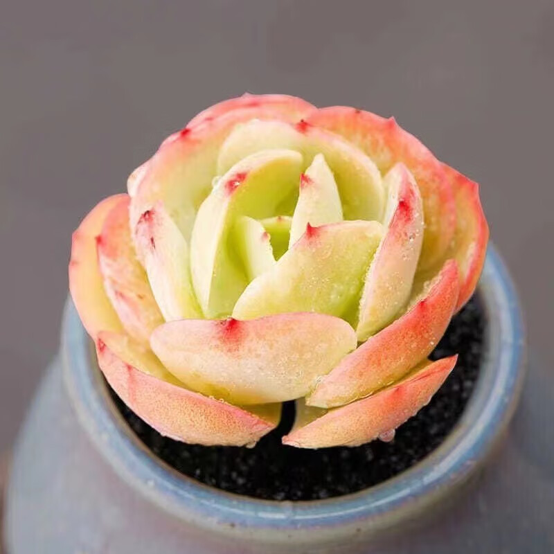 百潮盛多肉植物 多肉套餐精选室内阳台办公室蓝色系列不重复 10颗碧桃【不含盆土颜色有误差