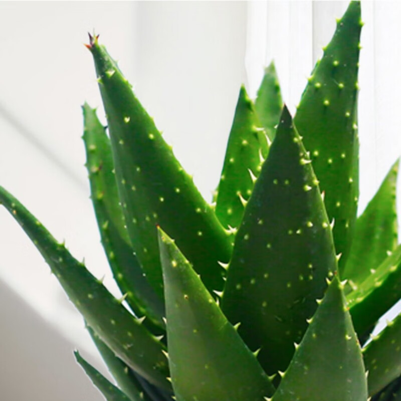绿荫巷子多肉植物组合套餐肉肉室内植物办公室电脑桌面盆栽好养活小盆栽 【芦荟】耐干 含瓷盆+托
