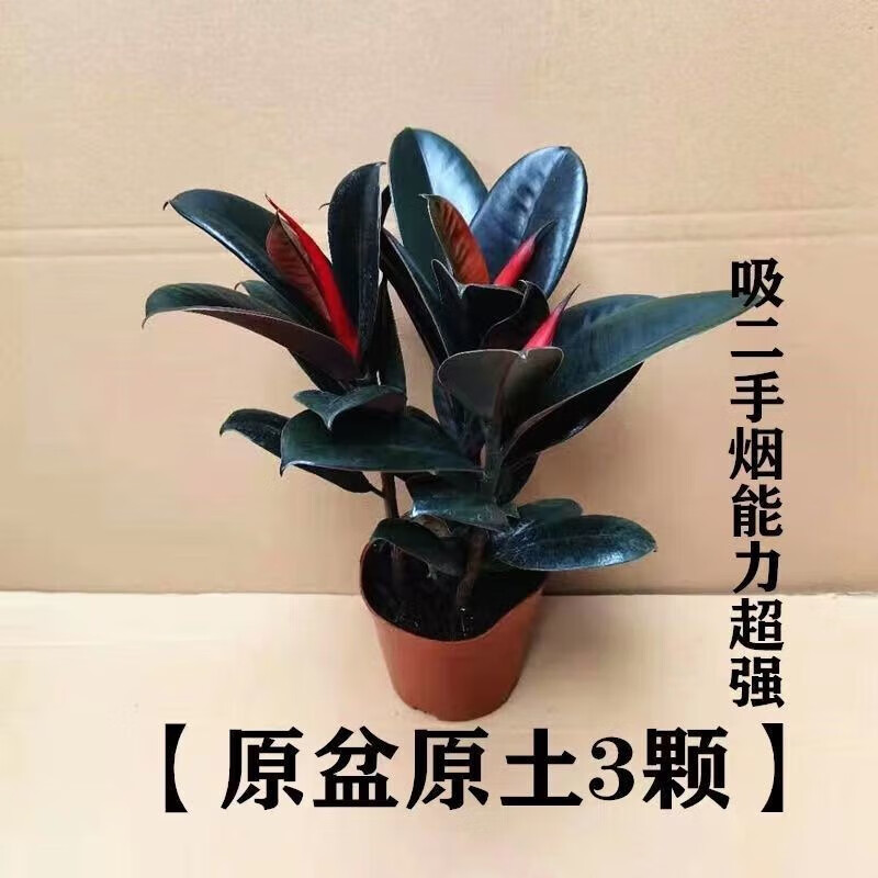 种花迷橡皮树黑金刚盆栽植物室内吸甲醛客厅净化空气四季绿植花卉 橡皮树20-25高（1颗）