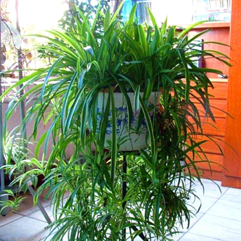 垂吊植物 金心吊兰植物室内水培绿植盆栽花卉 金心吊兰一盆3棵原土 不含盆
