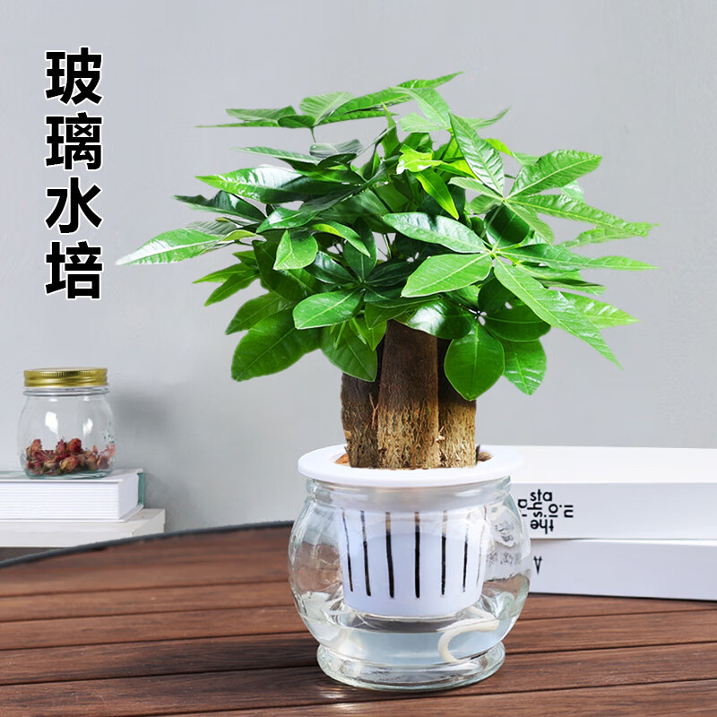 叹为观止发财树盆栽桌面玻璃水培植物树摇钱树室内四季常绿好养易活小盆栽 90#原盆三杆发财树 带盆栽好