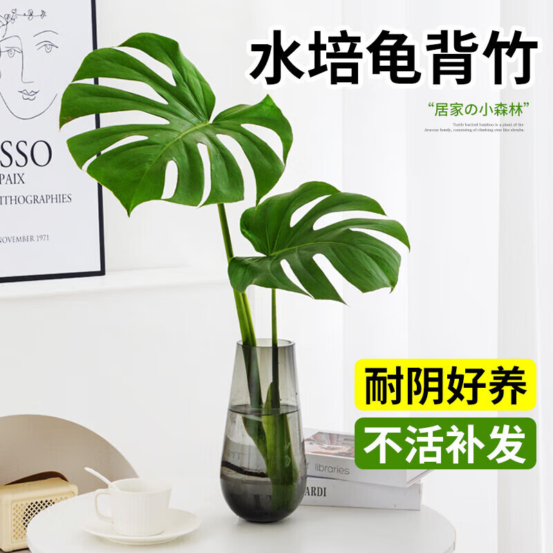 种花迷龟背竹水培植物盆栽大号老桩室内客厅天堂鸟花瓶耐阴常青好养绿植 龟背竹30~40cm一棵【送营养液】