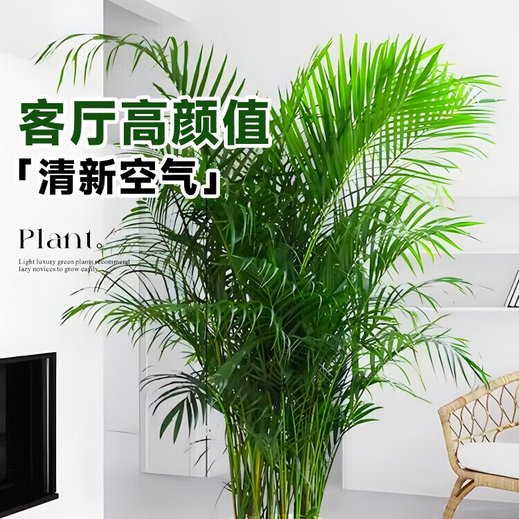 壹植散尾葵植物盆栽客厅大型绿植室内办公室好养凤尾竹盆景天堂鸟花卉 精品散尾葵高50-70厘米10棵左右