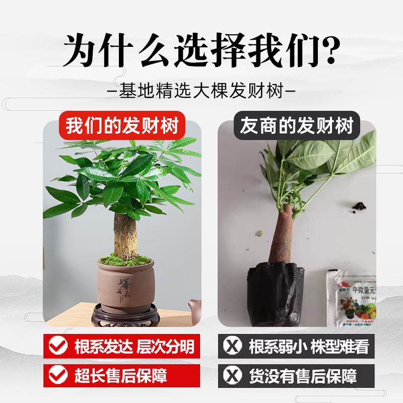 发财树小盆栽室内植物水培客厅招财摆件花卉绿植盆景好养易活