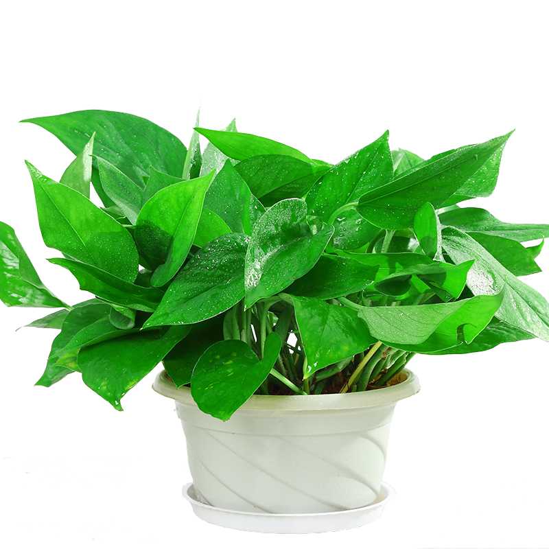 绿萝绿箩植物室内吸甲醛长藤大盆大叶办公室客厅水培植物盆栽绿植