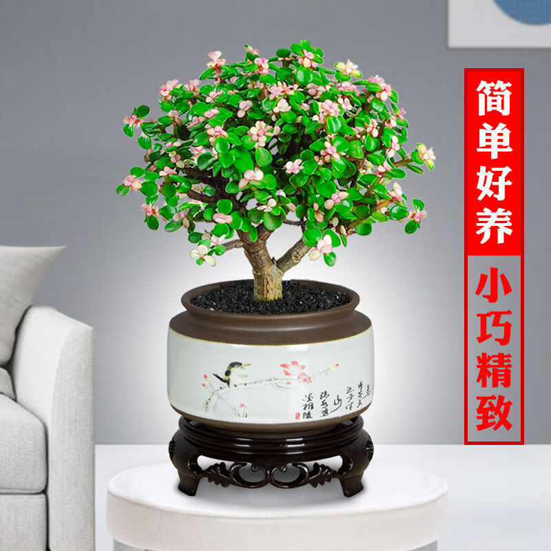 樱霞【上门】金枝玉叶盆栽多肉植物稀有品种花卉室内好养水培绿植 金枝玉叶不含盆（8-10cm1棵）