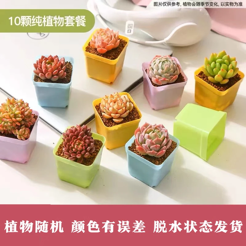 百潮盛多肉植物组合盆栽肉肉植物室内创意花卉套装带盆好养超萌多肉 10颗多肉+10彩色盆+营养土