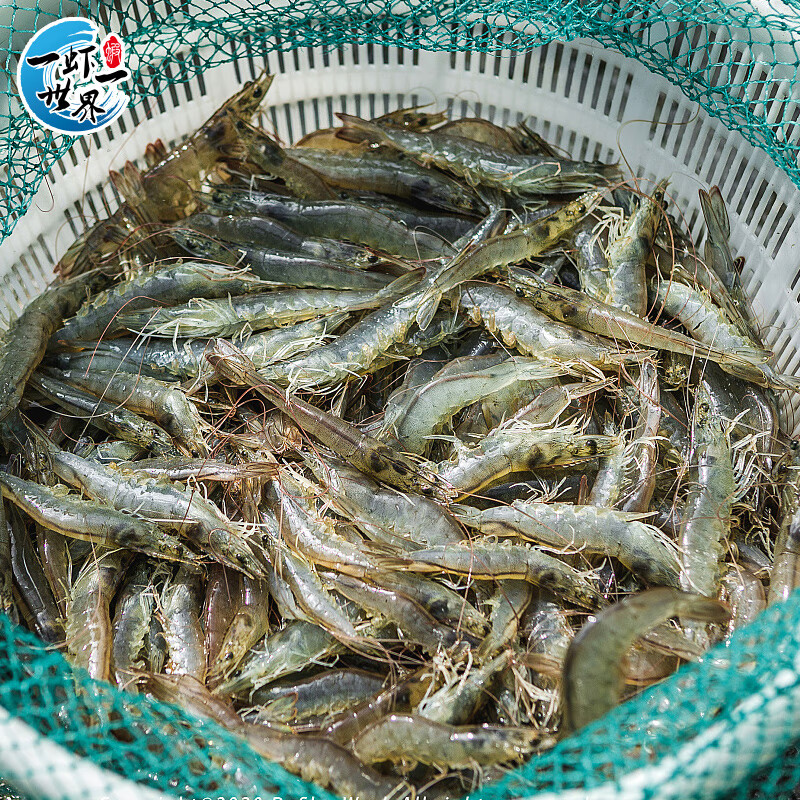  一虾一世界 新鲜速冻单只分离 小白虾