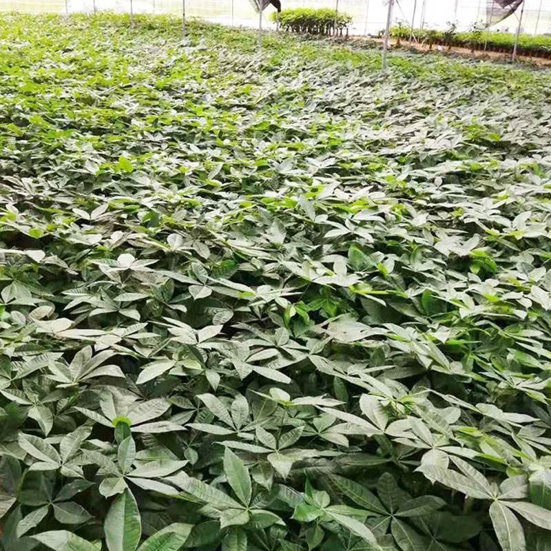 大棵发财树室内盆栽招财树办公室客厅旺宅招财绿植四季好养活花卉