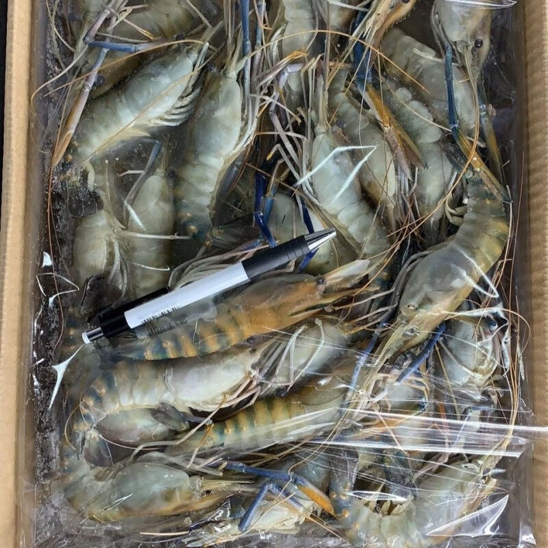 李享食丰 罗氏虾 鲜活 速冻 超大虾类