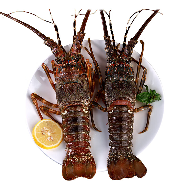 鲜京采越南鲜活小青龙