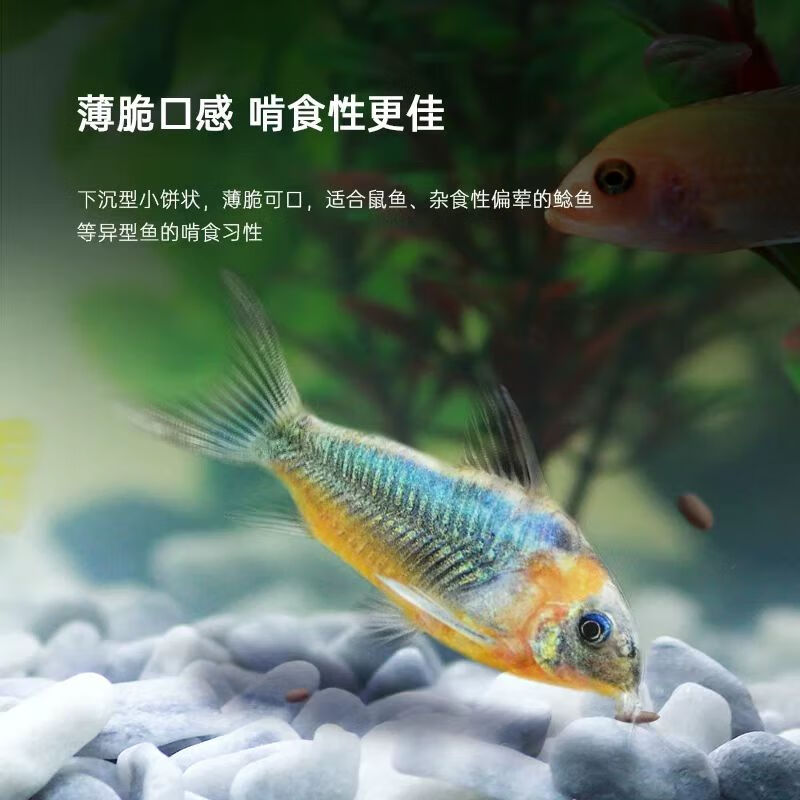 百因美异型底栖鱼胡子大帆清道夫鼠鱼底栖鱼下沉沉底型鱼食高营养高蛋白 鼠鱼小饼70g（3mm左右片状）