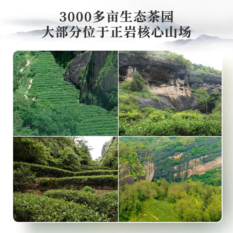 曦瓜乌龙茶燕子窠武夷岩茶水仙 中轻火礼盒装