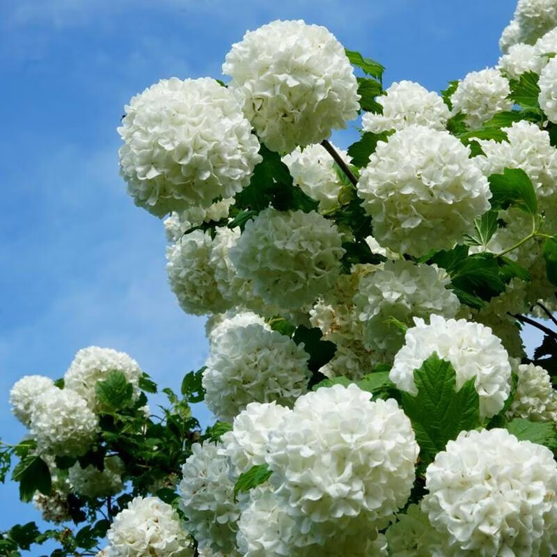 虹越（HONGYUE）庭院木绣球花苗 中华木绣球花园观赏欧洲木绣球花卉 中华木绣球 1加仑