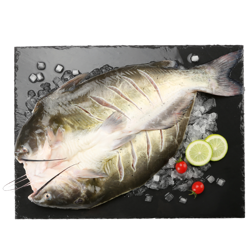 钓鱼记斑点叉尾鮰鱼 二去清江鮰鱼 江团 烤鱼红烧 生鲜 鱼 【淡水养殖】