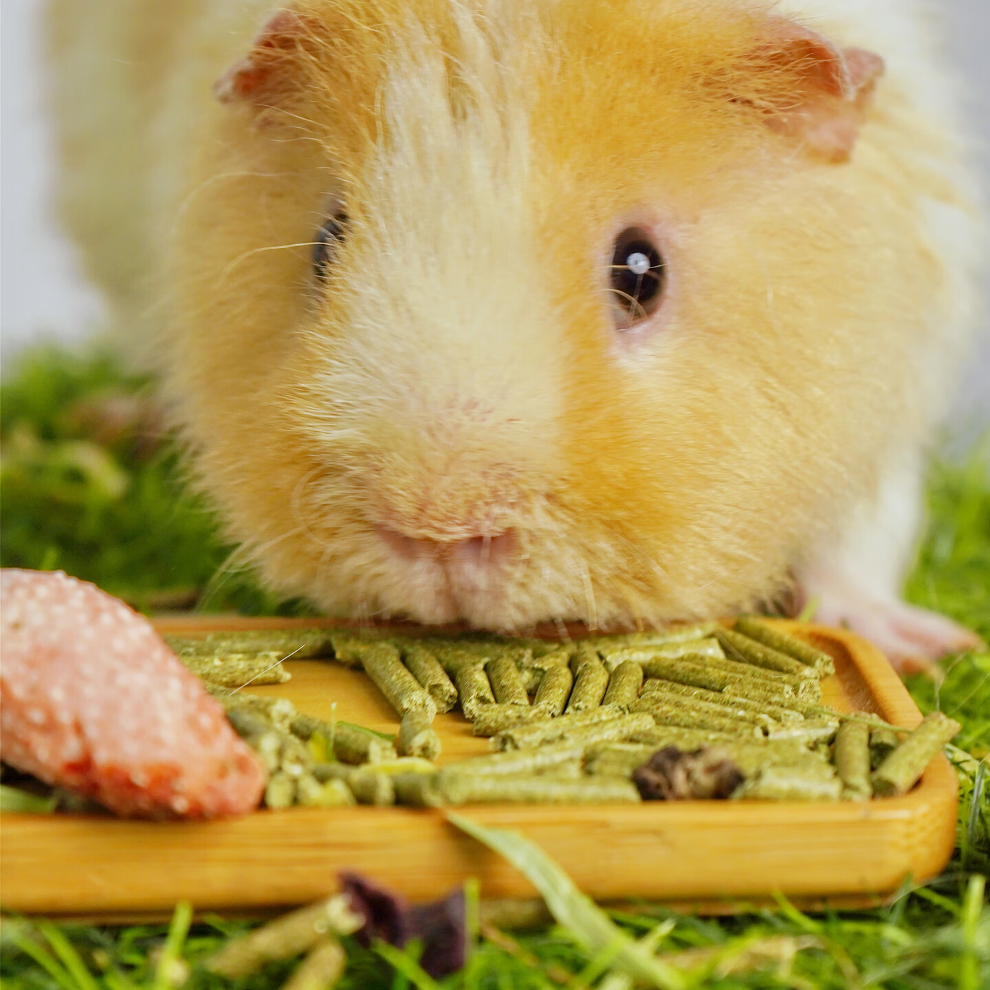 1舒鼠食光荷兰猪专用粮食豚鼠粮荷兰鼠吃的饲料天竺鼠颗粒草料粮草 【试吃粮】荷兰猪粮30g