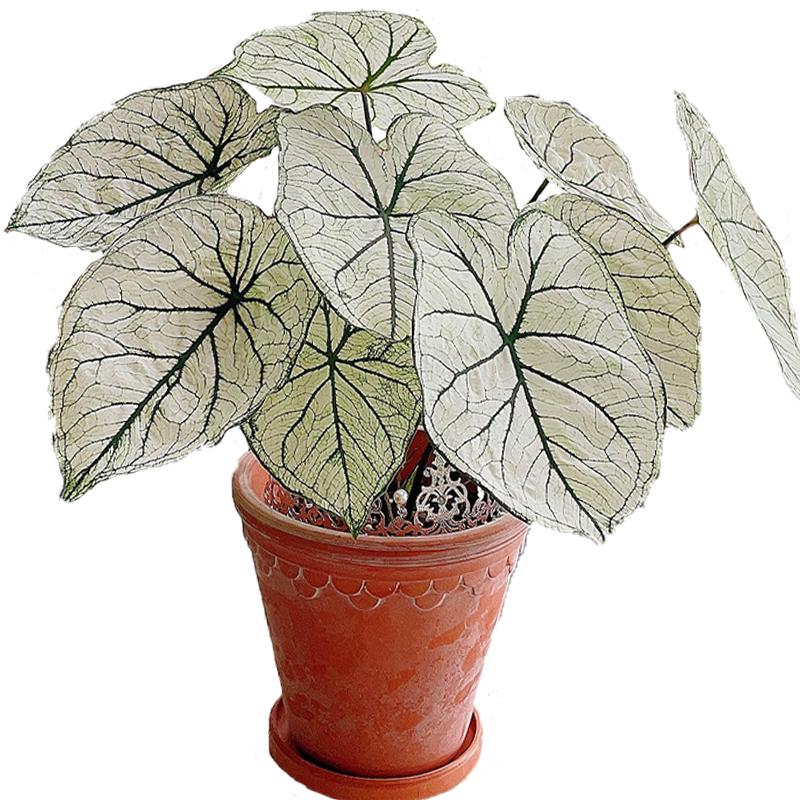 花彩白色恋人彩叶芋盆栽粉色飞溅阳台室内桌面绿植胡椒薄荷种球根