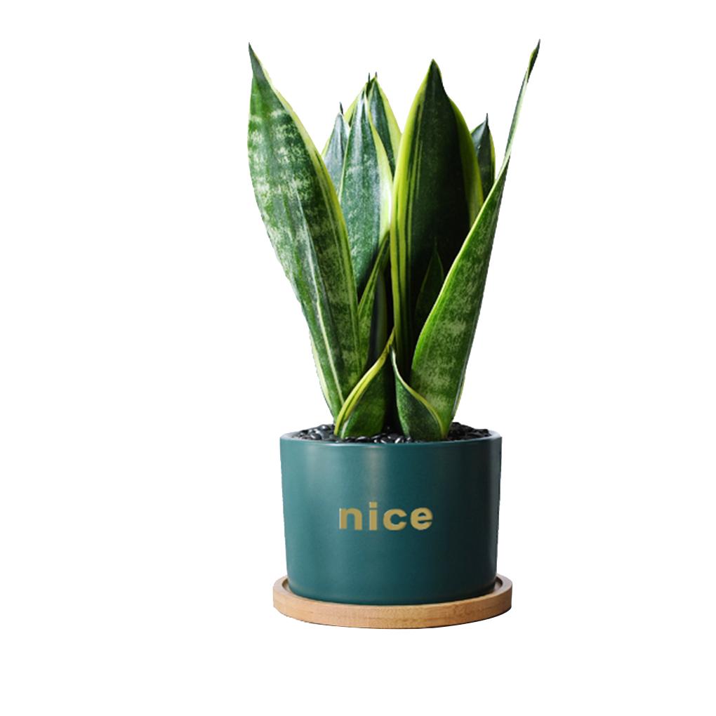 虎皮兰绿植盆栽客厅花卉多肉植物四季常青金边虎尾兰好养