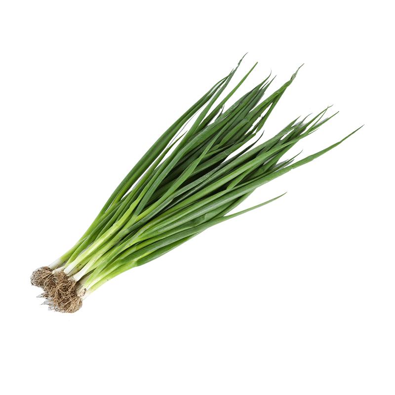 寿禾 四季红葱头小葱种子火葱头四川干皮春季蔬菜莱疏菜阳台种种籽 四季小香葱种子10g