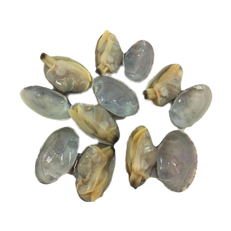 鱼姐海成 青岛蛤蜊鲜活新鲜花甲红岛蛤蜊大花蛤干净无沙花蛤蜊贝类海鲜500g装袋装