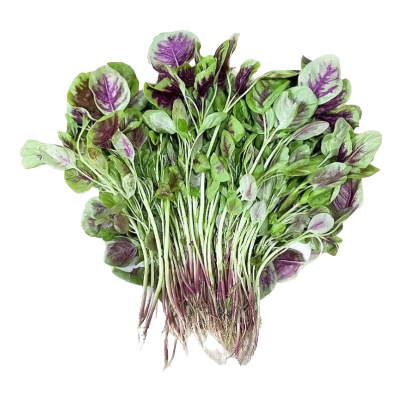 绿食者新鲜红苋菜 蔬菜农家自种 红旱菜露天蔬菜现摘红米苋 多省5件 1斤
